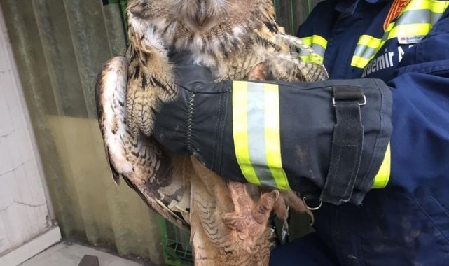 İşçilerin bulduğu yaralı puhu kuşu tedavi altına alındı