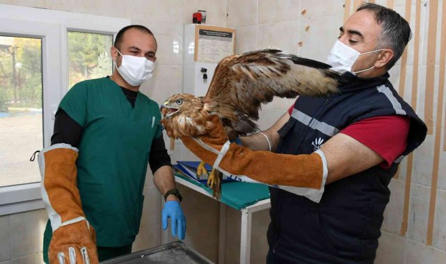 İzmir'de parkta bulunan kızıl şahin koruma altında