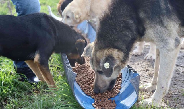 İzmit Belediyesi'nden kırsalda aç kalan hayvanlara mama desteği