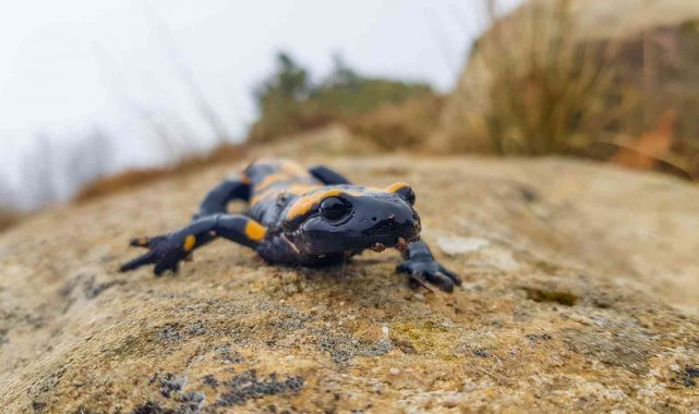 Kahramanmaraş'ta sarı benekli semender görüntülendi