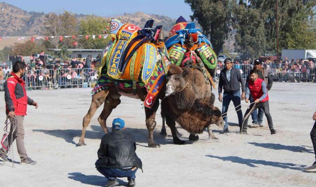 Karpuzlu Deve Güreşi'nin tarihi belli oldu