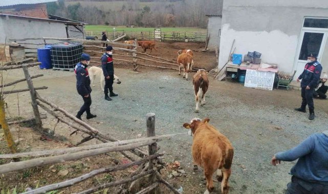 Kastamonu'da kaybolan hayvanlar, jandarma ekiplerince 7 kilometre uzaklıkta bulundu