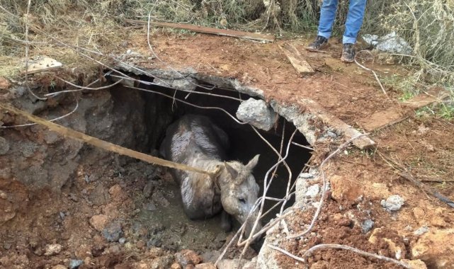 Kaybolan atını bulan sahibi gözlerine inanamadı