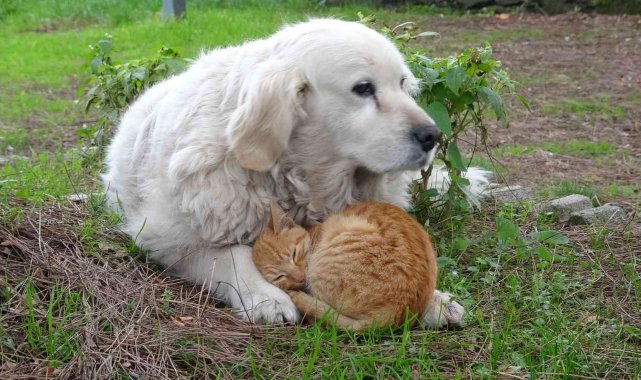 Kedi ile köpeğin dostluğu görenlerin dikkatini çekiyor