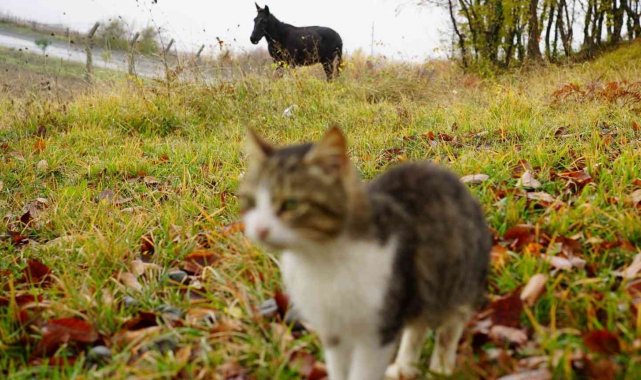 Kedi Kasabası'nın 'Misafir'i