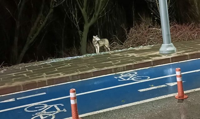 Kelkit'te ilçe merkezine inen kurt kameralara takıldı