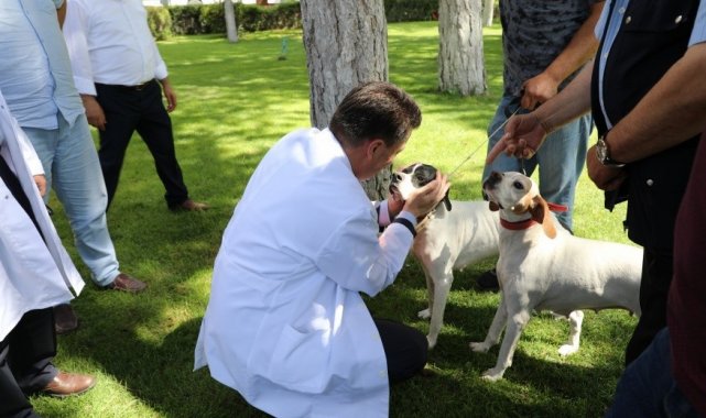 Kimliklendirme yapmayan tehlikeli ırk köpek sahiplerine para cezası verilecek