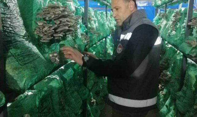 Kırklareli&#039;nde istiridye mantarı üretimi artıyor