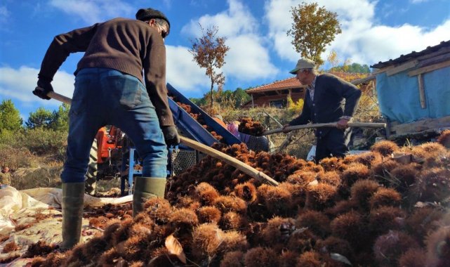 Kışın vazgeçilmez lezzeti kestanenin sofralara yolculuğu başladı