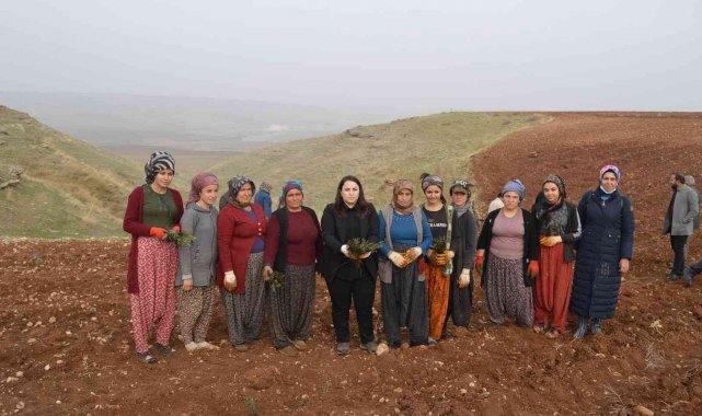 Kızılin'de lavanta yolu projesi hayata geçirildi