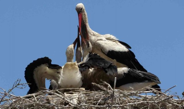 Küçük Venedik'te leylek yuvasına kentsel dönüşüm