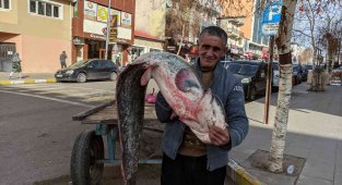 Kura nehrinde boyu kadar yayın balığı tuttu