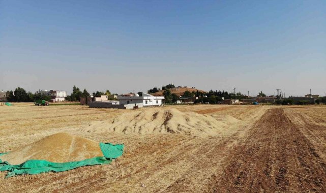 Kuraklık çiftçilerin kuru tarımda hasatlarını zorlaştırdı