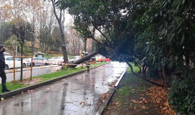 Maçka Parkı girişinde ağaç devrildi: Trafik durma noktasına geldi