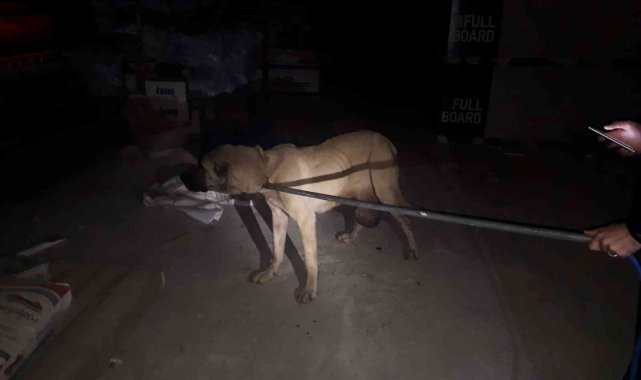 Mahalle bekçilerinin bulduğu yaralı köpek tedaviye alındı