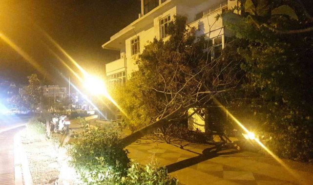 Marmaris'te etkili olan fırtına ağaçları devirdi