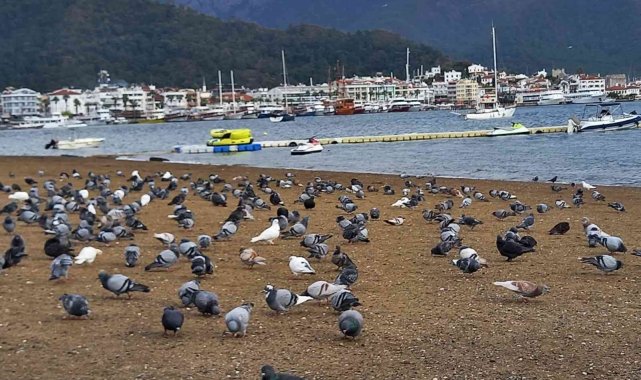 Marmaris'te sahilin keyfini bu defa güvercinler çıkardı