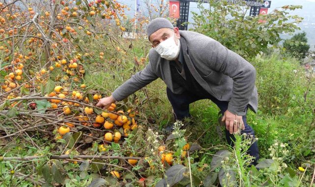 Meyve çok verince dallar ağırlığa dayanamadı