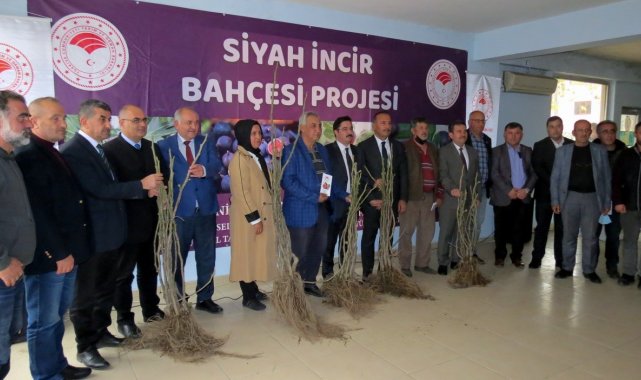 Mudanya'da siyah incir bahçesi projesi başladı