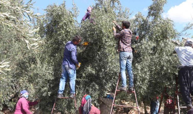 Mut'ta zeytin rekoltesi 160 bin ton