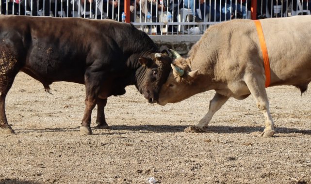 Nazilli'de boğalar eğitime destek için güreşti