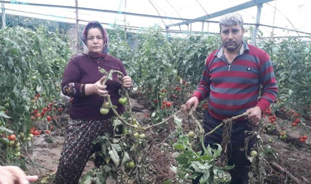 Ne yaptıysa serasını kurtaramadı, cep telefonuyla yaşadıklarını kaydetti