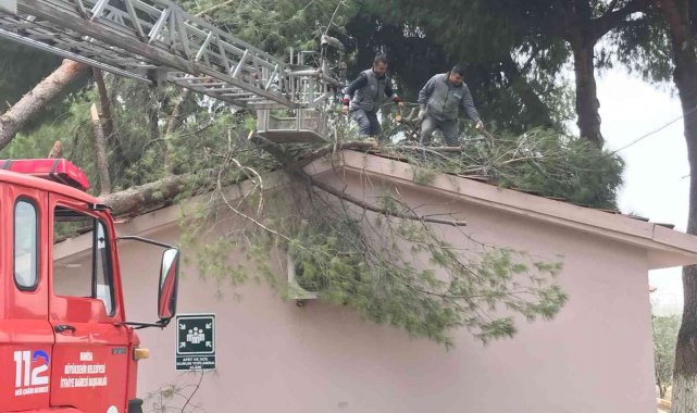 Okul binasının üstüne ağaç devrildi