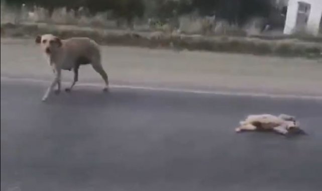 Önce yavrusu için çırpındı sonra sevinç gösterisinde bulundu