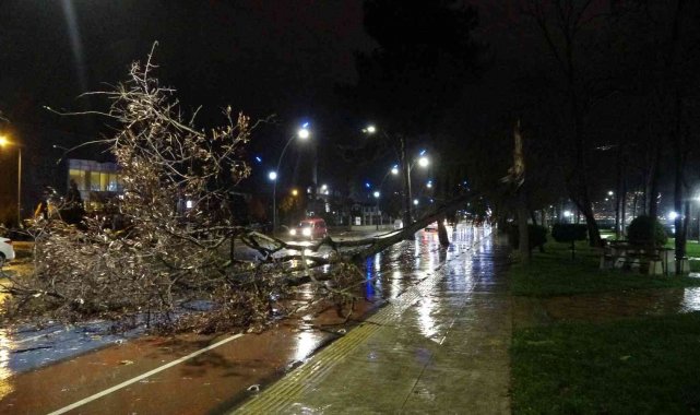 Ordu'da fırtına ağaçları devirdi