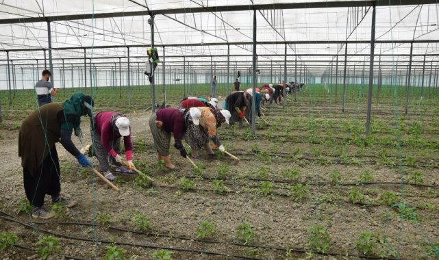 Örtü altı tarımın üssü Antalya&#039;da son 5 yılda çiftçi sayısı 20 bin arttı