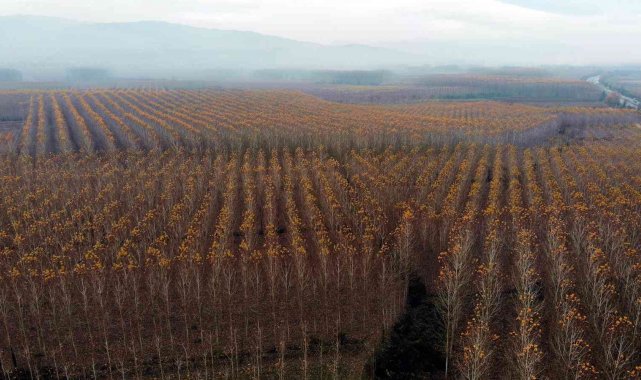 Otoyolda hız kesen manzara
