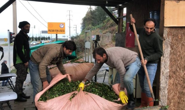 Özel sektör çay alımını devam ettiriyor