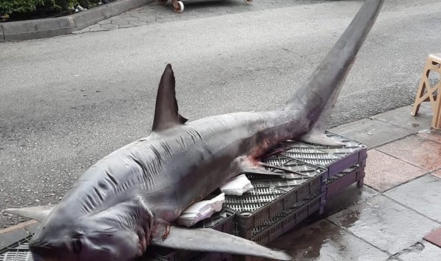 Pazarda dev köpek balığına yoğun ilgi