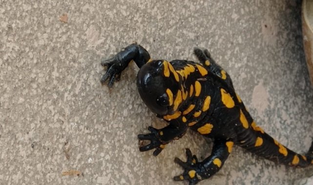 Plastik sandı canlı çıktı