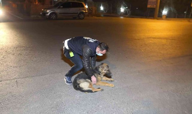 Polis kucaklayıp kenara aldığı yaralı köpeği severek acısını dindirmeye çalıştı