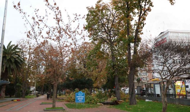 Samsun'da şiddetli fırtına: Çatılar uçtu, ağaçlar devrildi