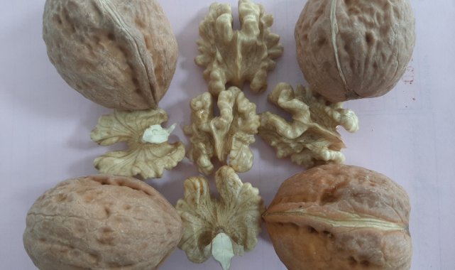 Sapanca Cevizi SUBÜ çalışmalarıyla markalaşıyor