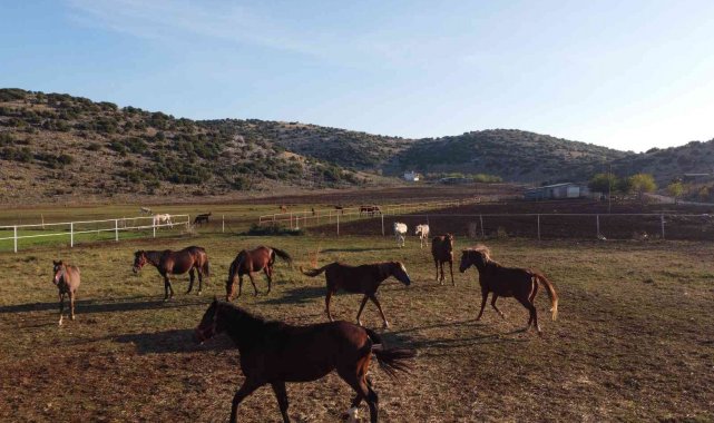 Servet değerindeki atlar, Türkiye'nin dört bir yanından ilgi görüyor