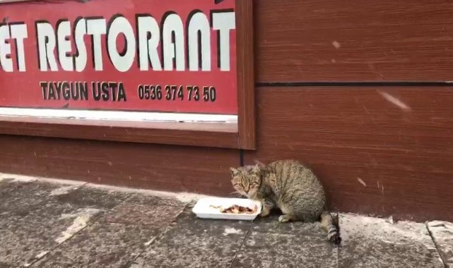 Sevimli kedi lokantanın kapısını açıp böyle girmeye çalıştı
