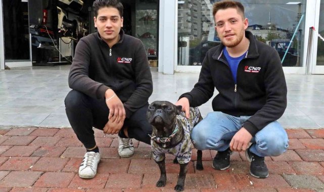 Şiddet karşıtı köpek, işyerindeki elemanları kavga ettiklerine bin pişman etti