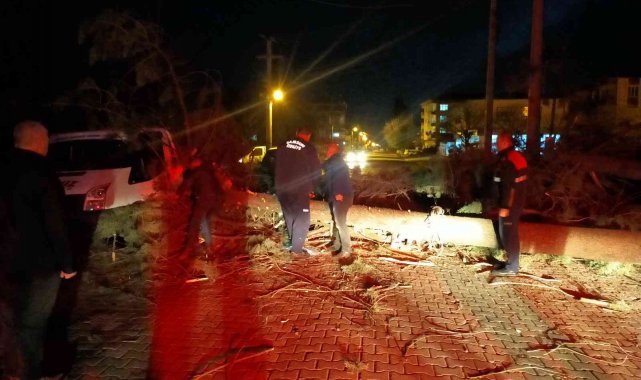 Şiddetli fırtına çam ağacını devirdi