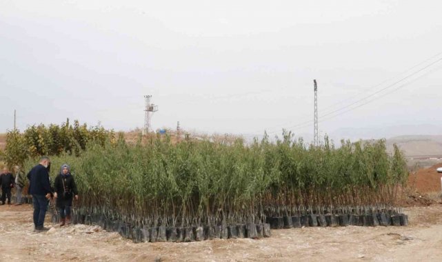 Siirt'te Goji Beryy meyvesi ile Trabzon hurması üretilecek