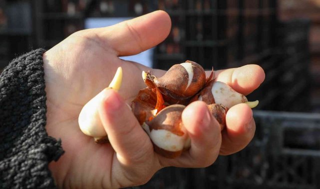 Sincan'da binlerce lale ve sümbül toprakla buluşuyor