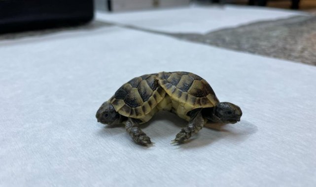 Siyam ikizi kaplumbağalar 'Pamuk' ve 'Kale' himaye altında