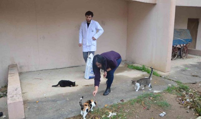 Sokak kedilerine sahip çıktı