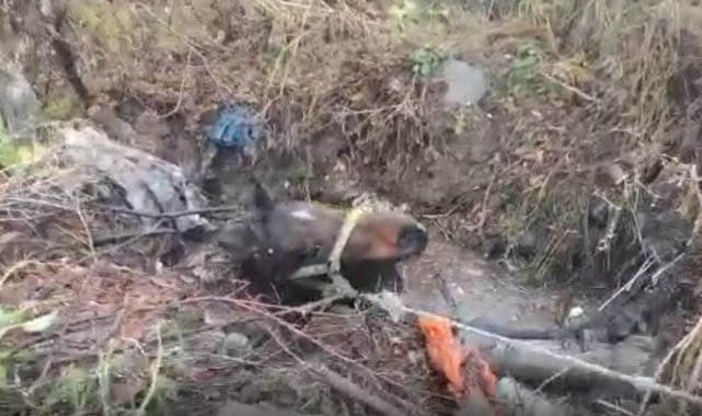 Su dolu kuyuya düşen at kurtarıldı