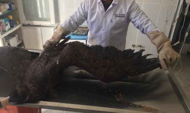 Tedavi edilen yaralı akbaba yeniden uçtu