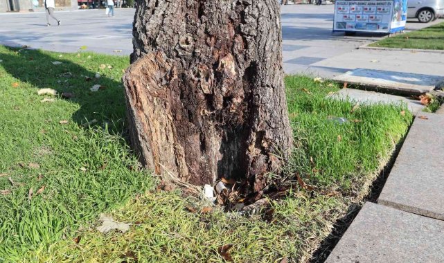 Tehlike arz eden ağaçlar kaldırılıyor