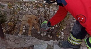 Tel örgüsüne başı sıkışan yavru köpeği itfaiye kurtardı