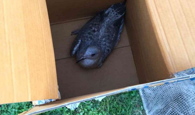 Tenis kortuna sıkışan martılar telef oldu